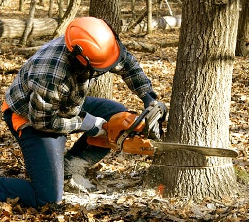 Tree Removal in Princeton, NC